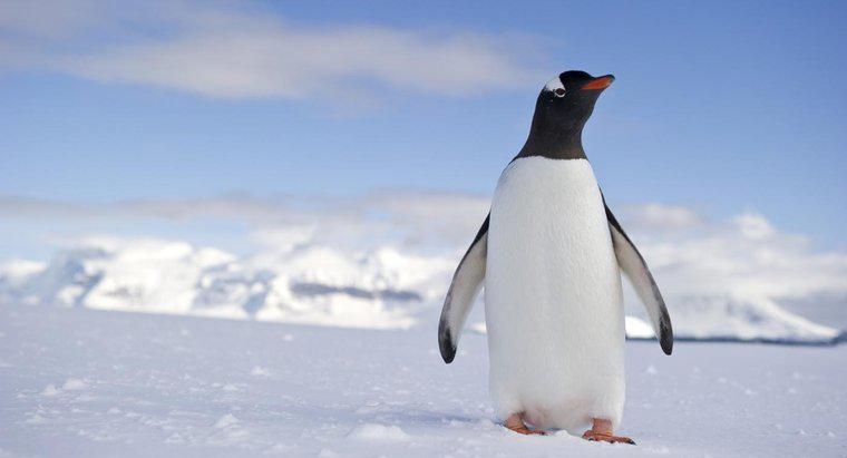 Qu'est-ce que l'habitat d'un pingouin ?