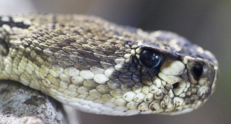 Quelle est la différence entre un cobra vs. un serpent à sonnettes ?
