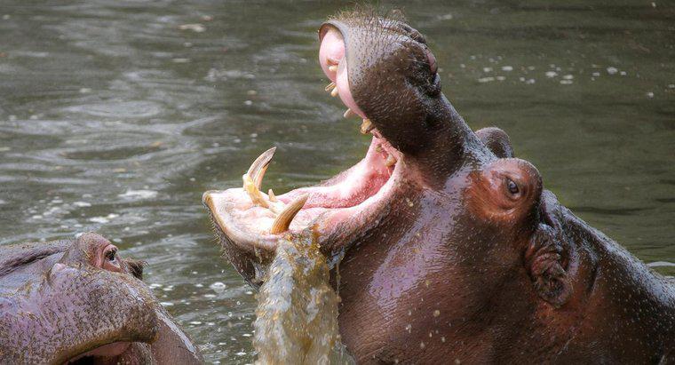 Quels animaux ont des dents d'ivoire ?