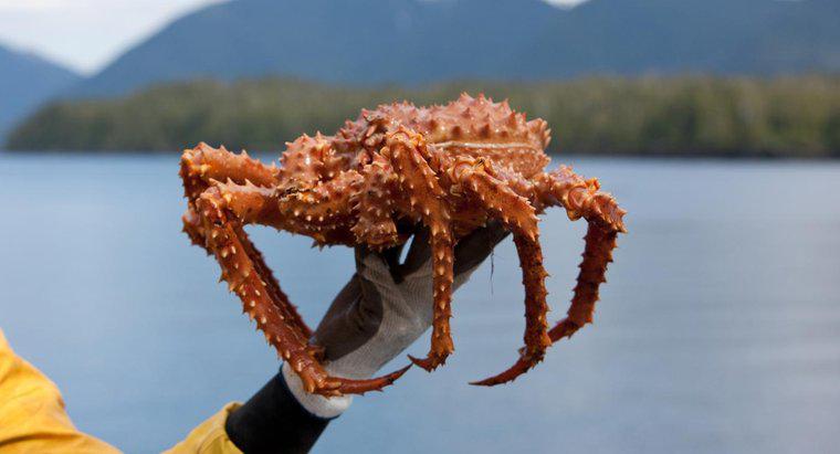 Quelle est la durée de la saison du crabe royal d'Alaska ?