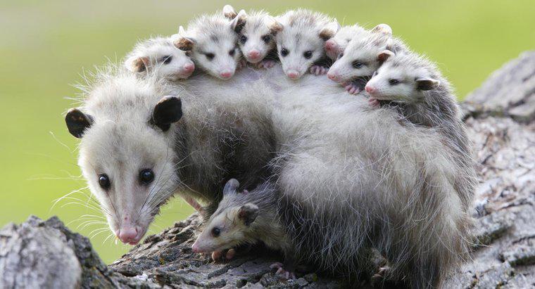 Les opossums dorment-ils la tête en bas ?