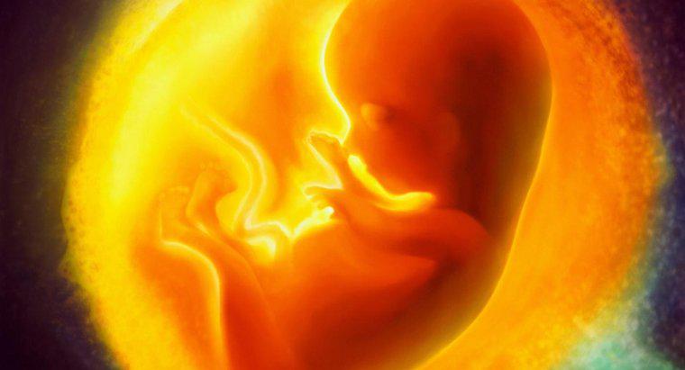 Où se développe le fœtus ?