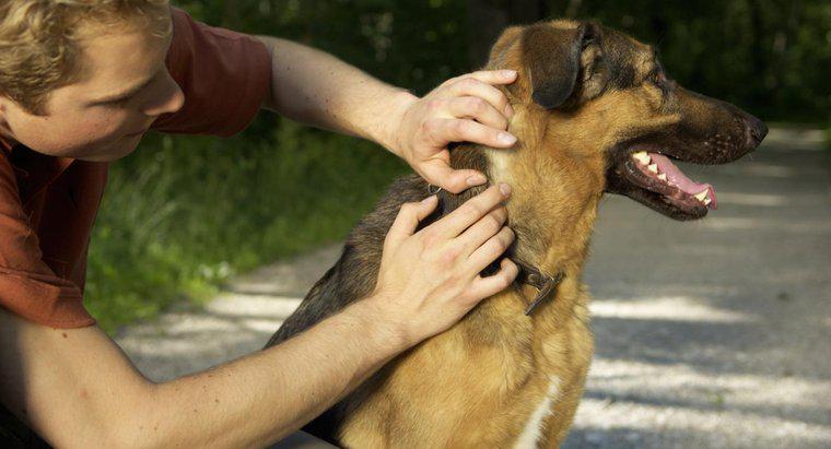 Comment prévenir les tiques sur les chiens ?
