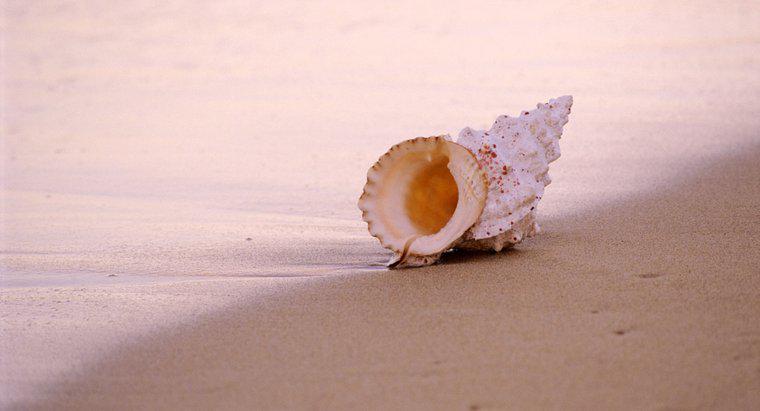 Pourquoi les coquillages ressemblent-ils à l'océan ?