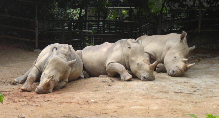 Comment s'appelle un troupeau de rhinocéros ?