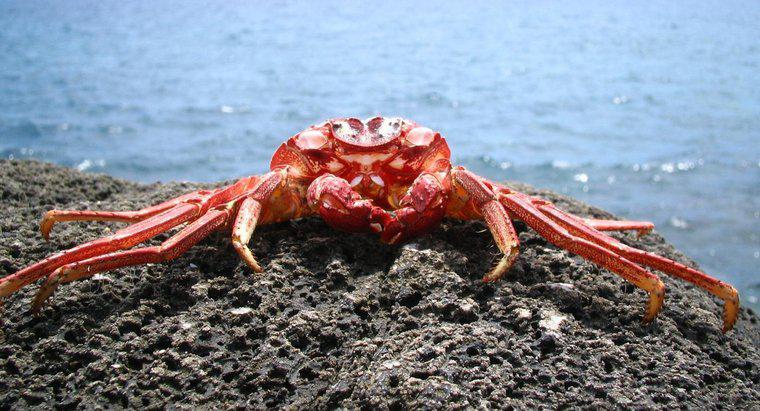 Que mangent les crabes ?