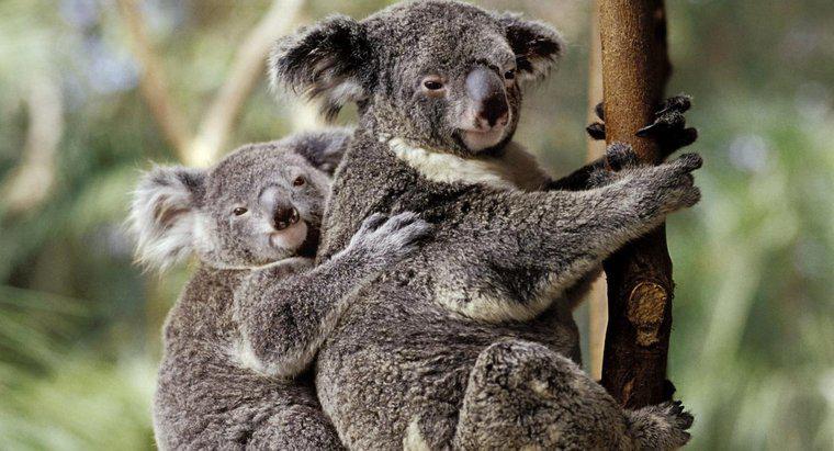 Où sont les koalas dans la chaîne alimentaire ?