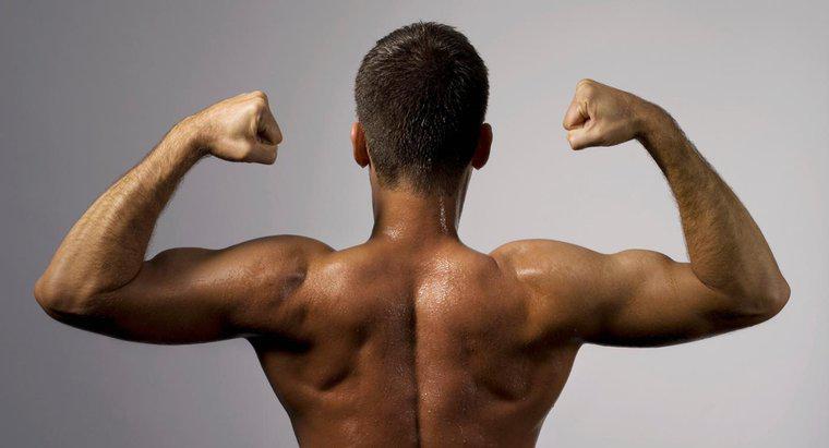 Pourquoi les biceps sont-ils classés comme muscle squelettique ?