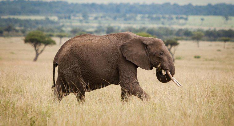 Qu'est-ce qu'un ennemi de l'éléphant d'Afrique ?