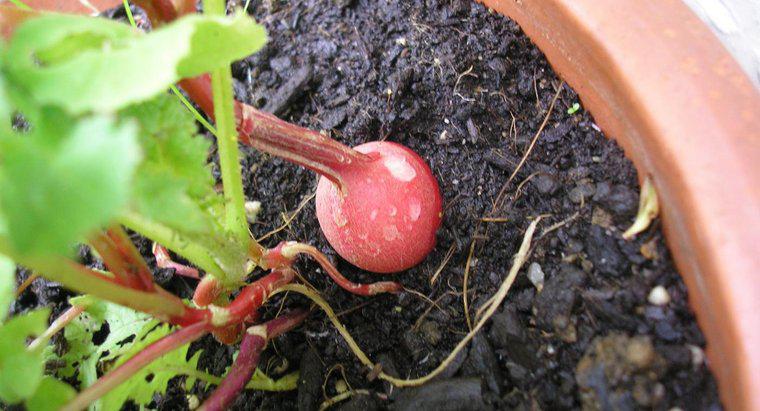 Quelles parties de la plante de radis sont comestibles ?