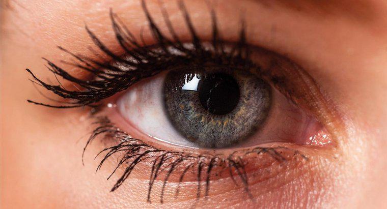 Comment s'appelle le coin intérieur de votre œil ?