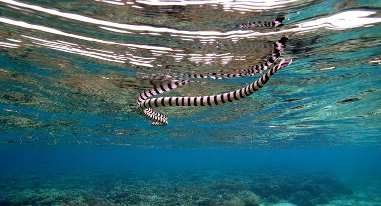 Quel genre de prédateurs a un serpent de mer ?