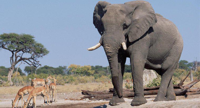 Quelle est la taille des éléphants ?