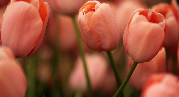 Quel est le nom scientifique de la tulipe ?