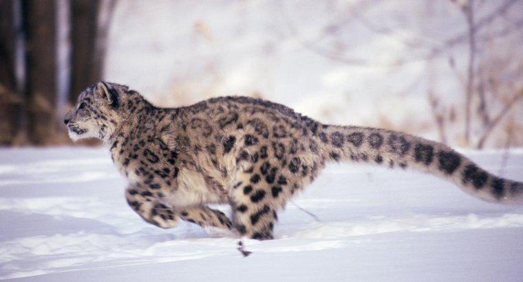 À quelle vitesse un léopard peut-il courir ?