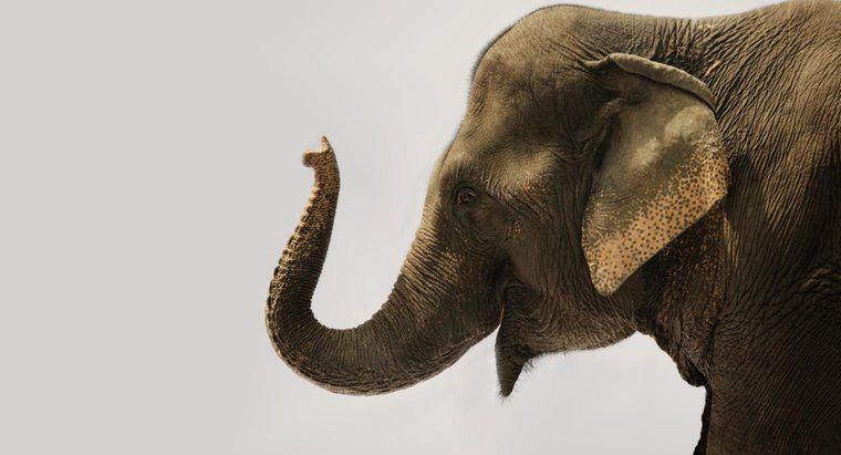 Combien y a-t-il de muscles dans la trompe d'un éléphant ?