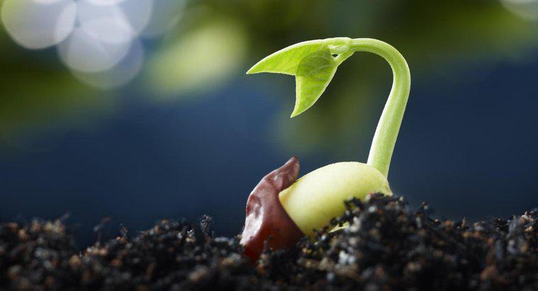 Comment prendre soin d'un plant de haricot porte-bonheur ?