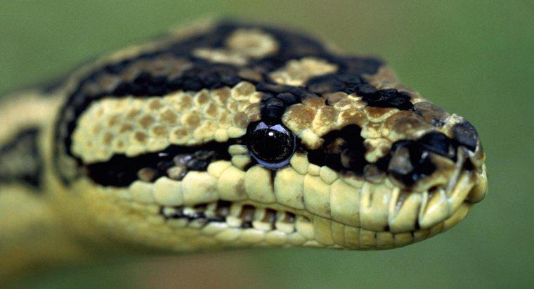 Les pythons sont-ils toxiques ?
