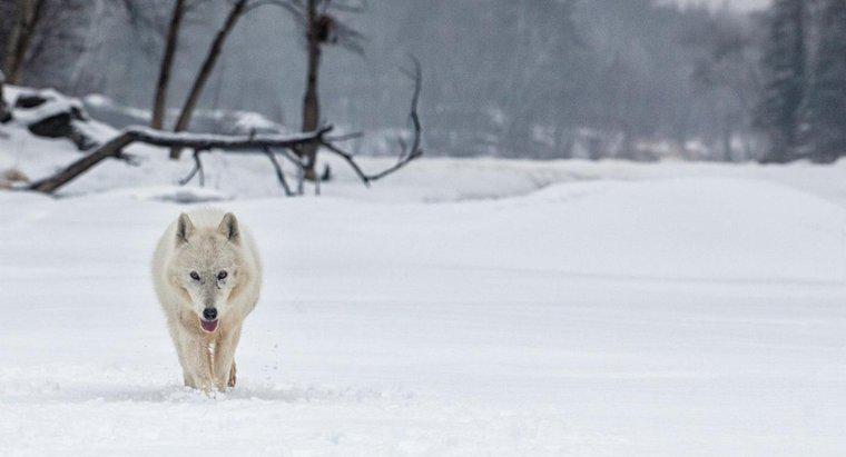 Quel est l'habitat du loup arctique?