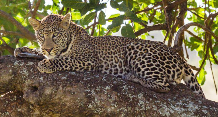 Pourquoi les léopards sont-ils en danger ?