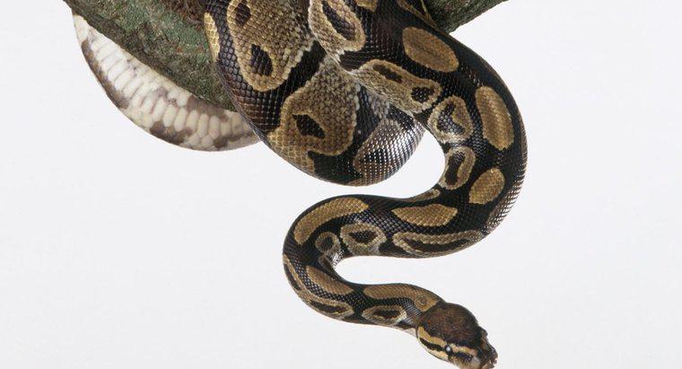 À quelle fréquence nourrissez-vous un python à boules ?