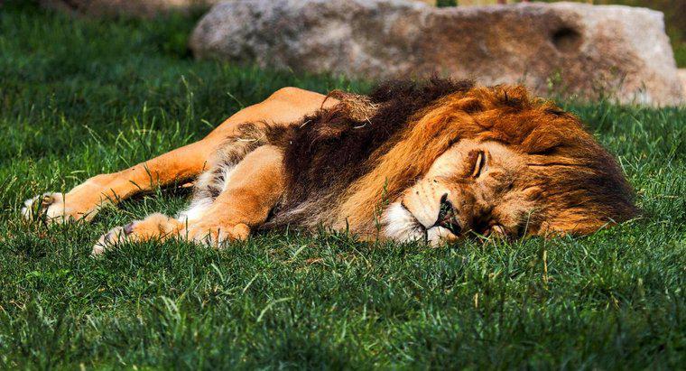 Où dorment les Lions ?
