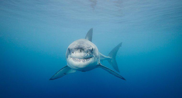 Comment le grand requin blanc échappe-t-il aux prédateurs ?