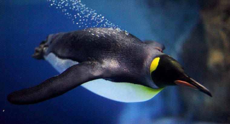 À quelle vitesse les pingouins peuvent-ils nager ?