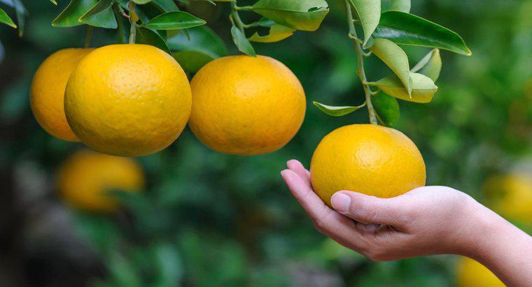 Quels sont les avantages des oranges ?