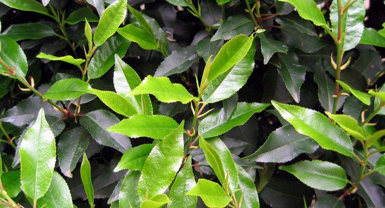 Les feuilles de laurier sont-elles toxiques ?
