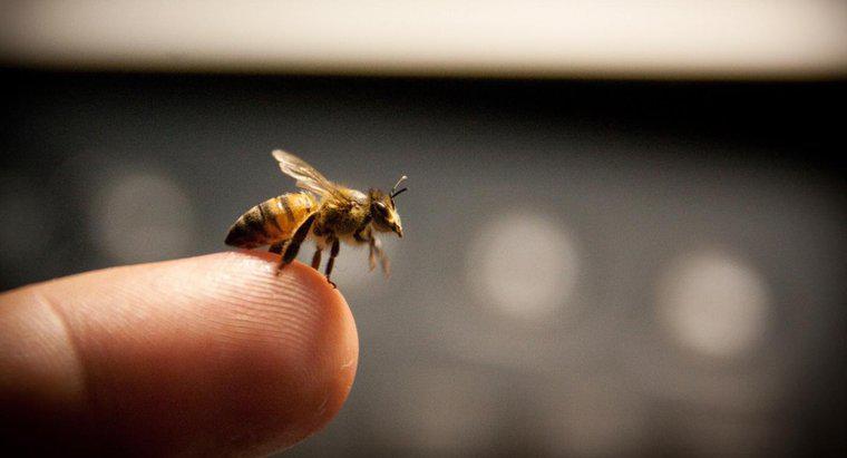 Quel est un traitement efficace pour arrêter le gonflement d'une piqûre d'abeille ?