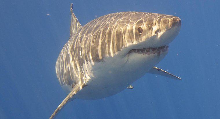Quelles sont les adaptations comportementales du grand requin blanc ?