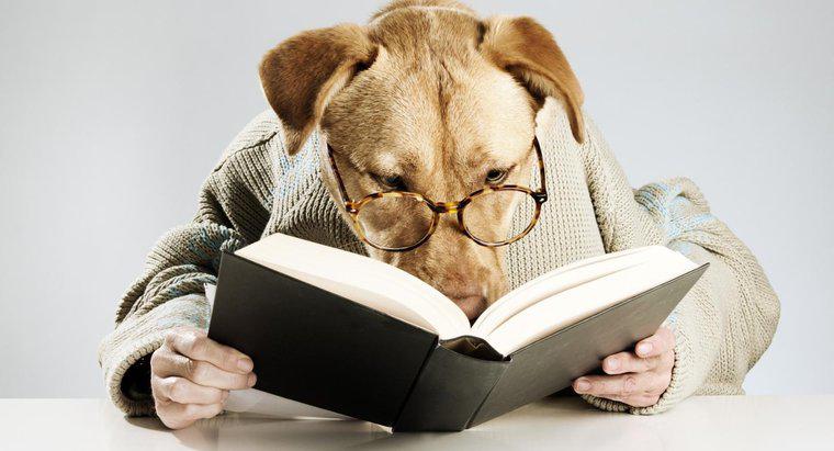Quels sont les noms de chiens littéraires ?
