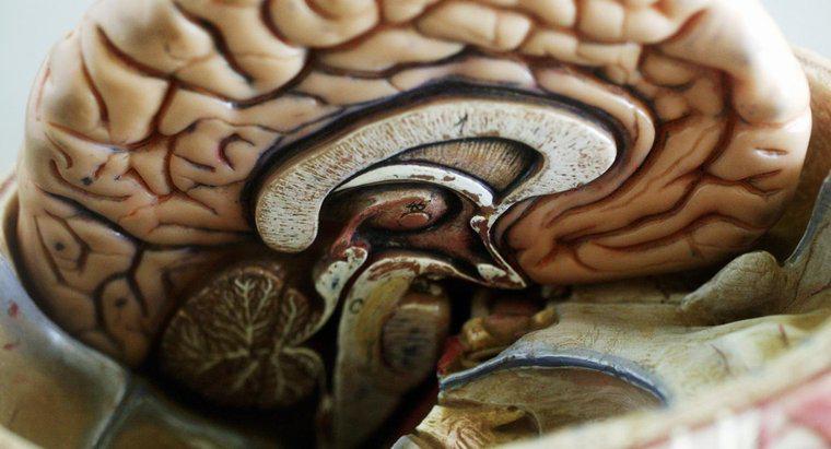 Quelle est la plus grande partie du cerveau ?