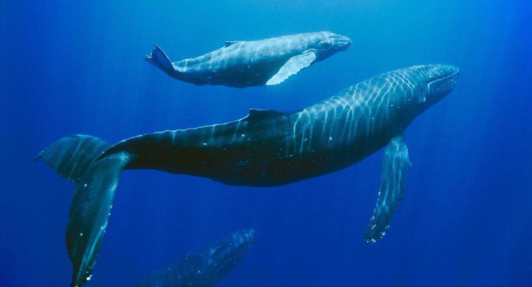 Que fait-on pour sauver les baleines à bosse ?