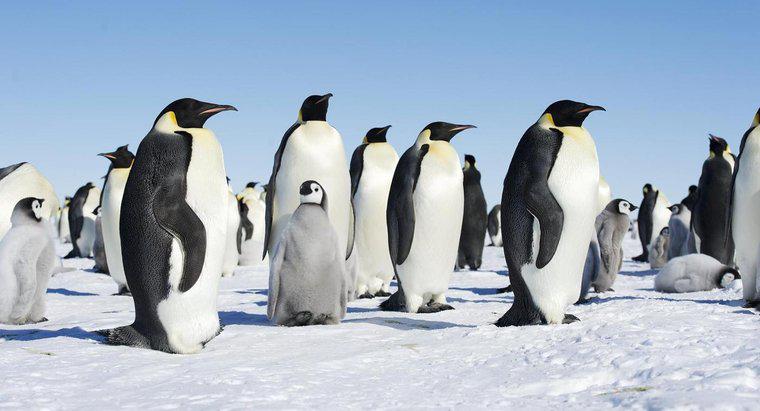 Comment les pingouins s'occupent-ils de leurs petits ?
