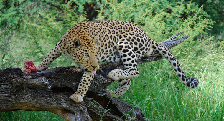 Combien de léopards reste-t-il dans le monde ?