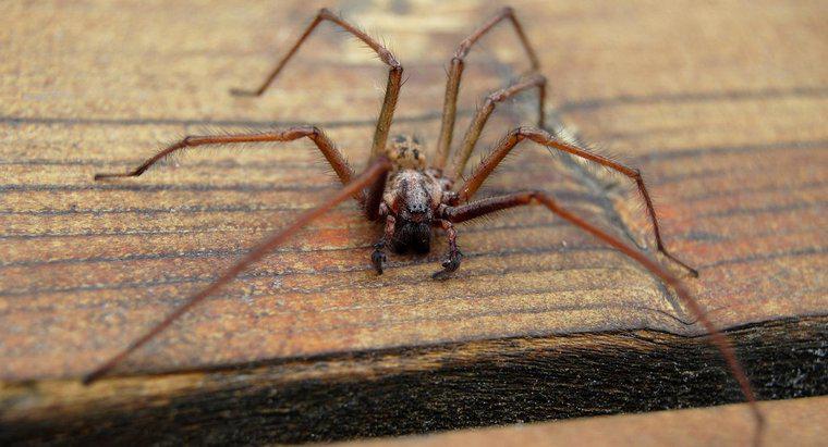 Quels sont les symptômes d'une morsure d'araignée Hobo ?