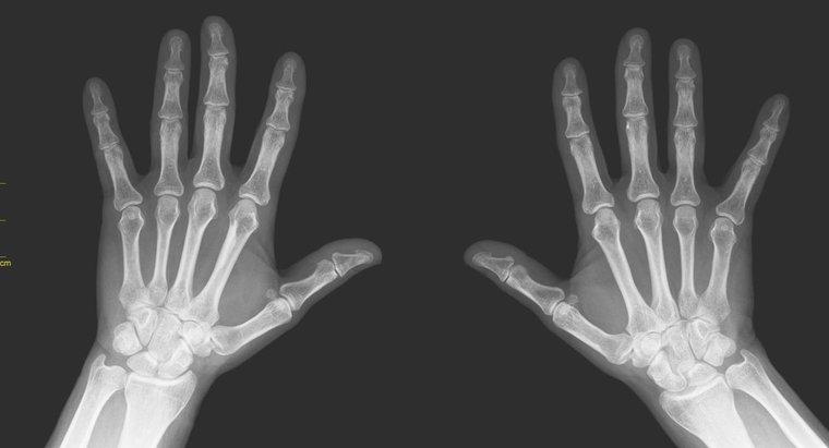 Comment s'appellent tous les os des doigts et des orteils ?