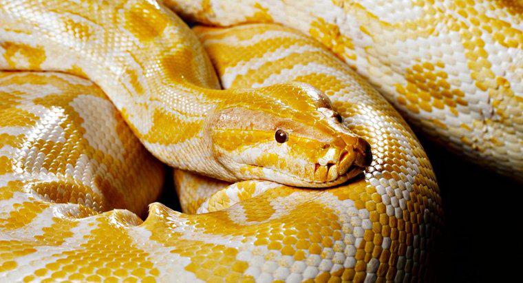 Que mangent les serpents de compagnie ?