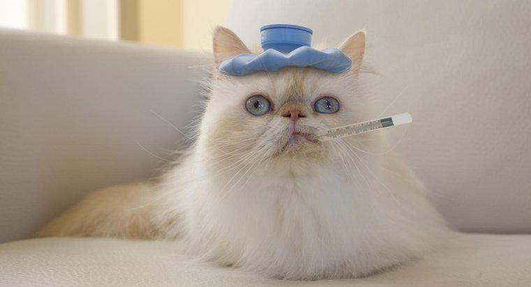 Comment réduire la fièvre d'un chat ?
