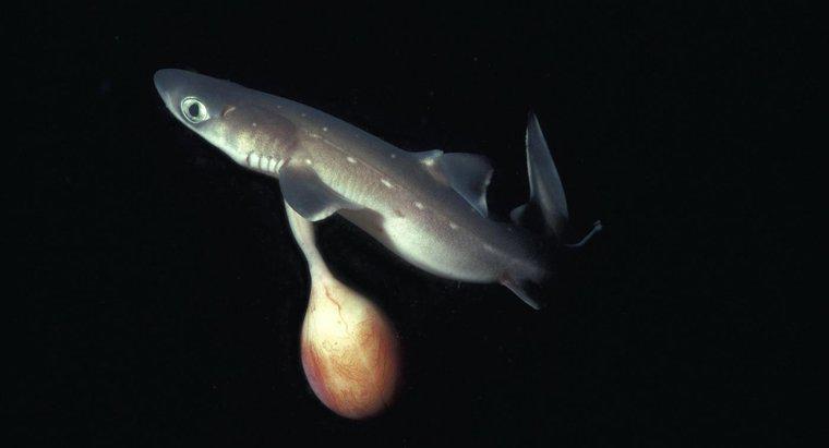 Quelle est la taille d'un requin nouveau-né ?