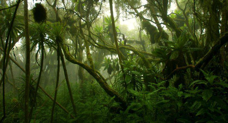 Quel est le climat de la forêt tropicale du Congo ?