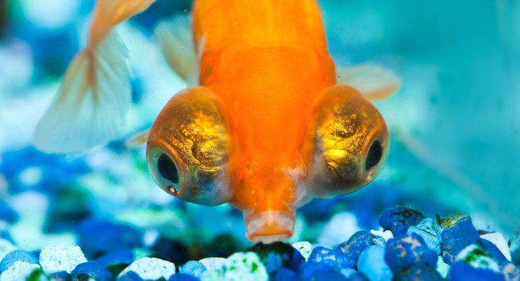 Que sont les poissons rouges aux grands yeux ?