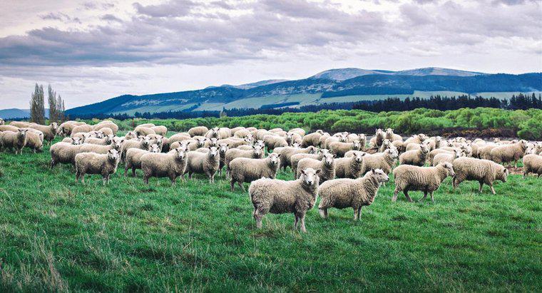 Comment appelle-t-on un groupe de moutons ?