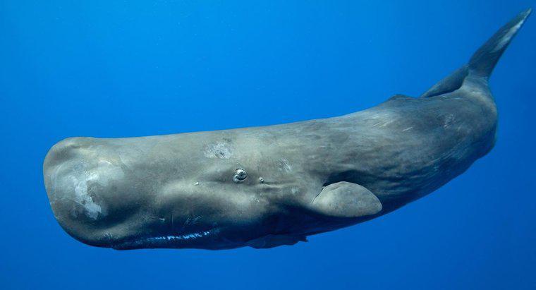 Que mangent les baleines à fanons ?