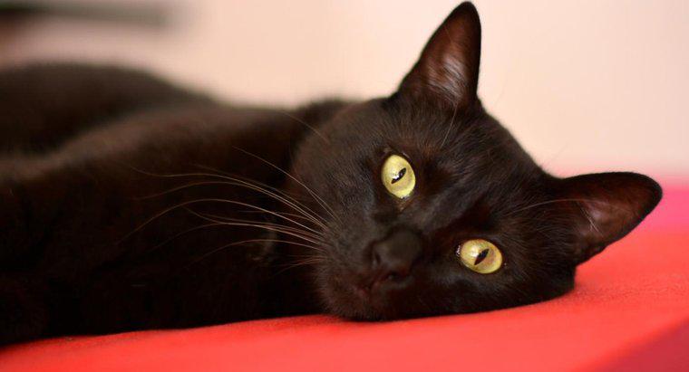 Pourquoi les gens se méfient-ils des chats noirs ?