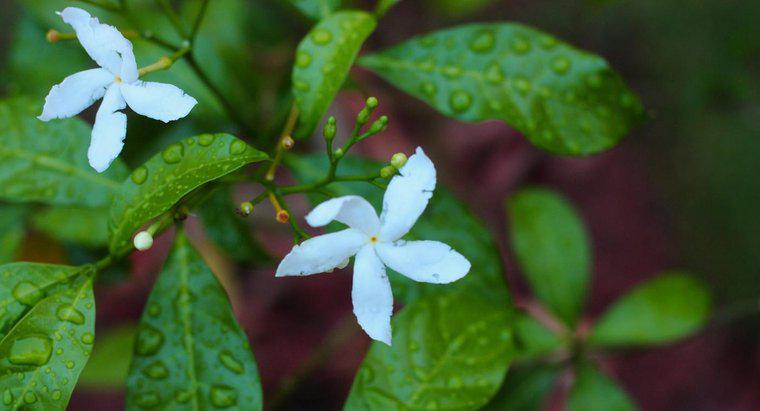 Comment prendre soin d'une plante de jasmin d'Arabie ?