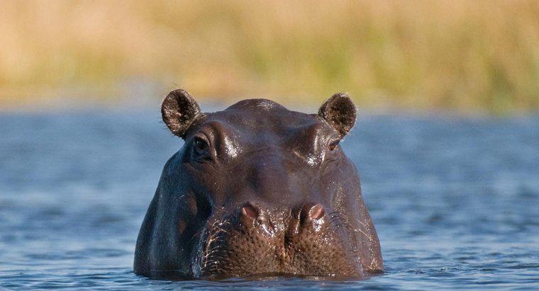 Est-ce qu'un hippopotame transpire ?
