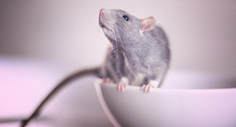 Quel est le meilleur poison pour rats ?